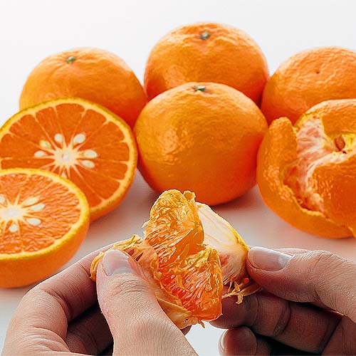 人気ショップが最安値挑戦 ワケありカラマンダリン約３ｋｇ 【SALE／73%OFF】 愛媛県産