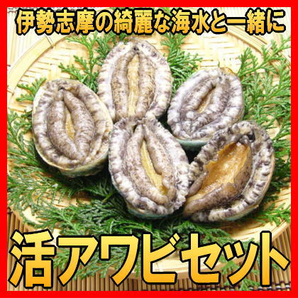 活アワビ３個入りセット 最大64%OFFクーポン 高額売筋